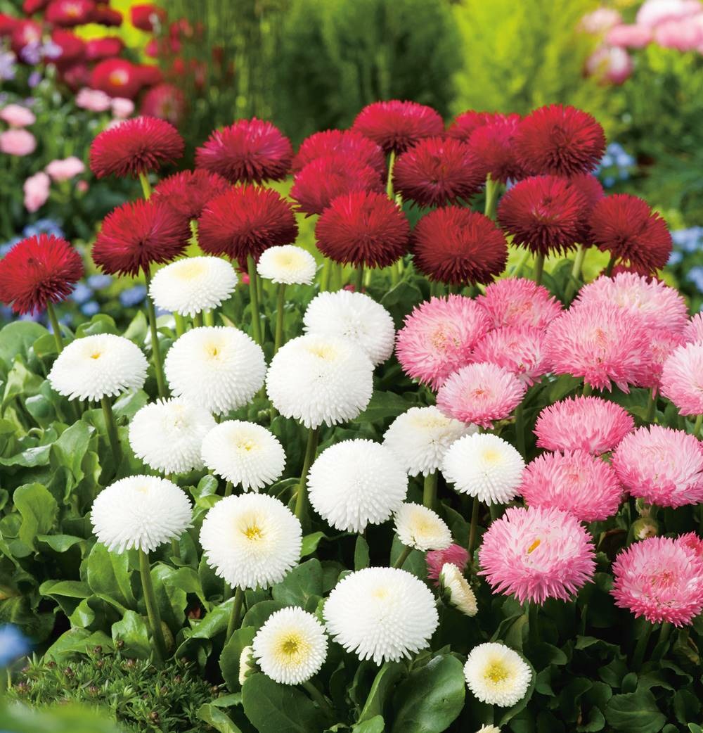 Paquerettes pompons en melange - lot de 3 godets