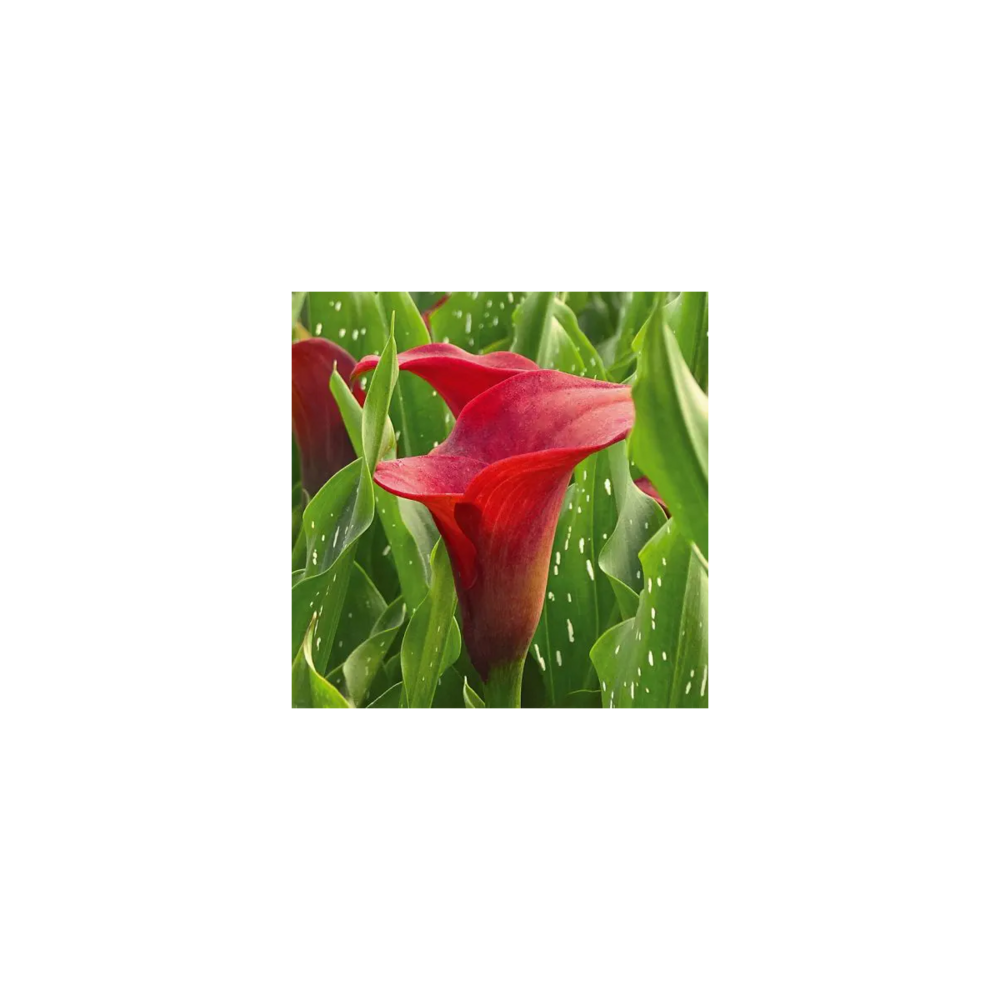 Bulbe d'arum calla red alert/zantedeschia calla 'red alert'[-]sachet de 1 bulbe