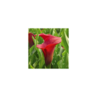 Bulbe d'arum calla red alert/zantedeschia calla 'red alert'[-]sachet de 1 bulbe