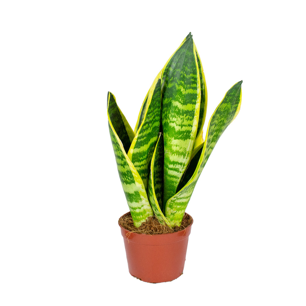 Sansevieria 'superba' par unité - plante d’intérieur en pot de culture ⌀9 cm - ↕35 cm