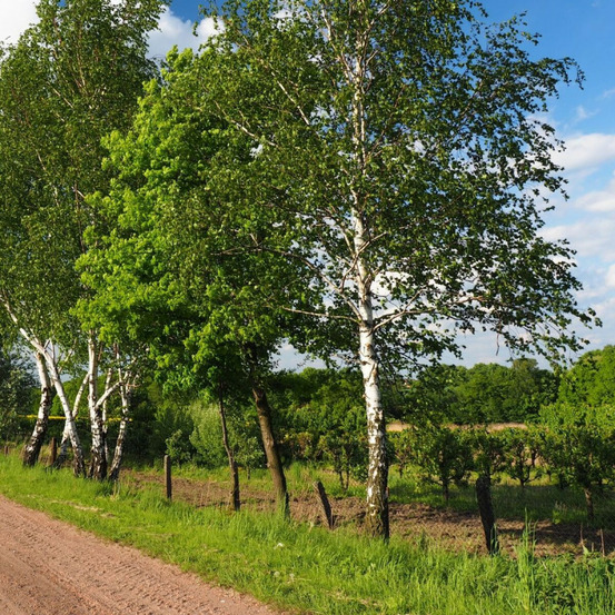 Bouleau de l'himalaya, betula pot de 7,5l - 80/100 cm