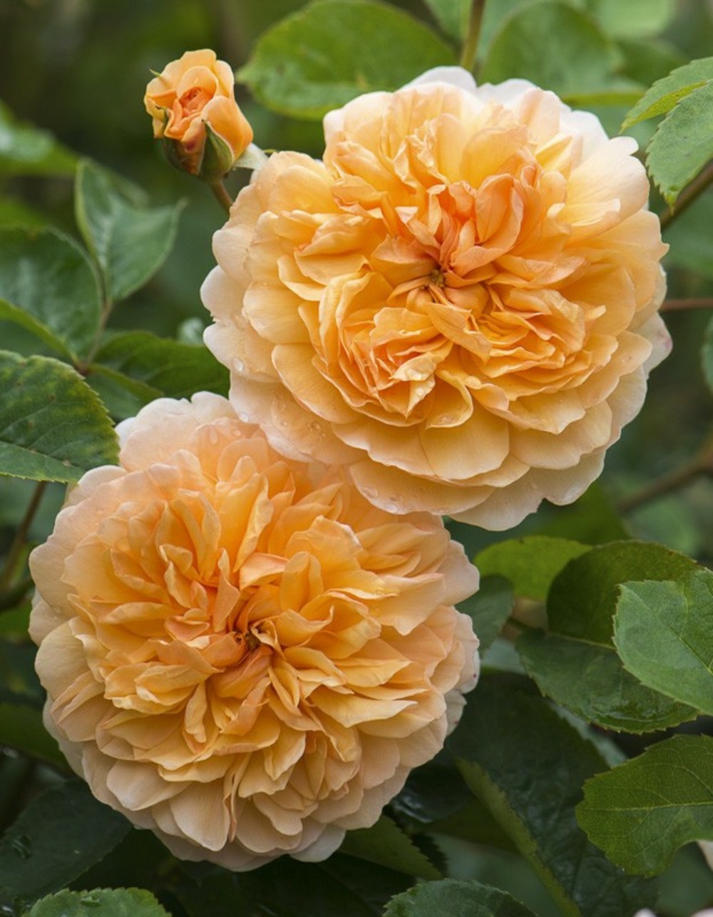 Rosier 'port sunlight' pot de 4l/5l