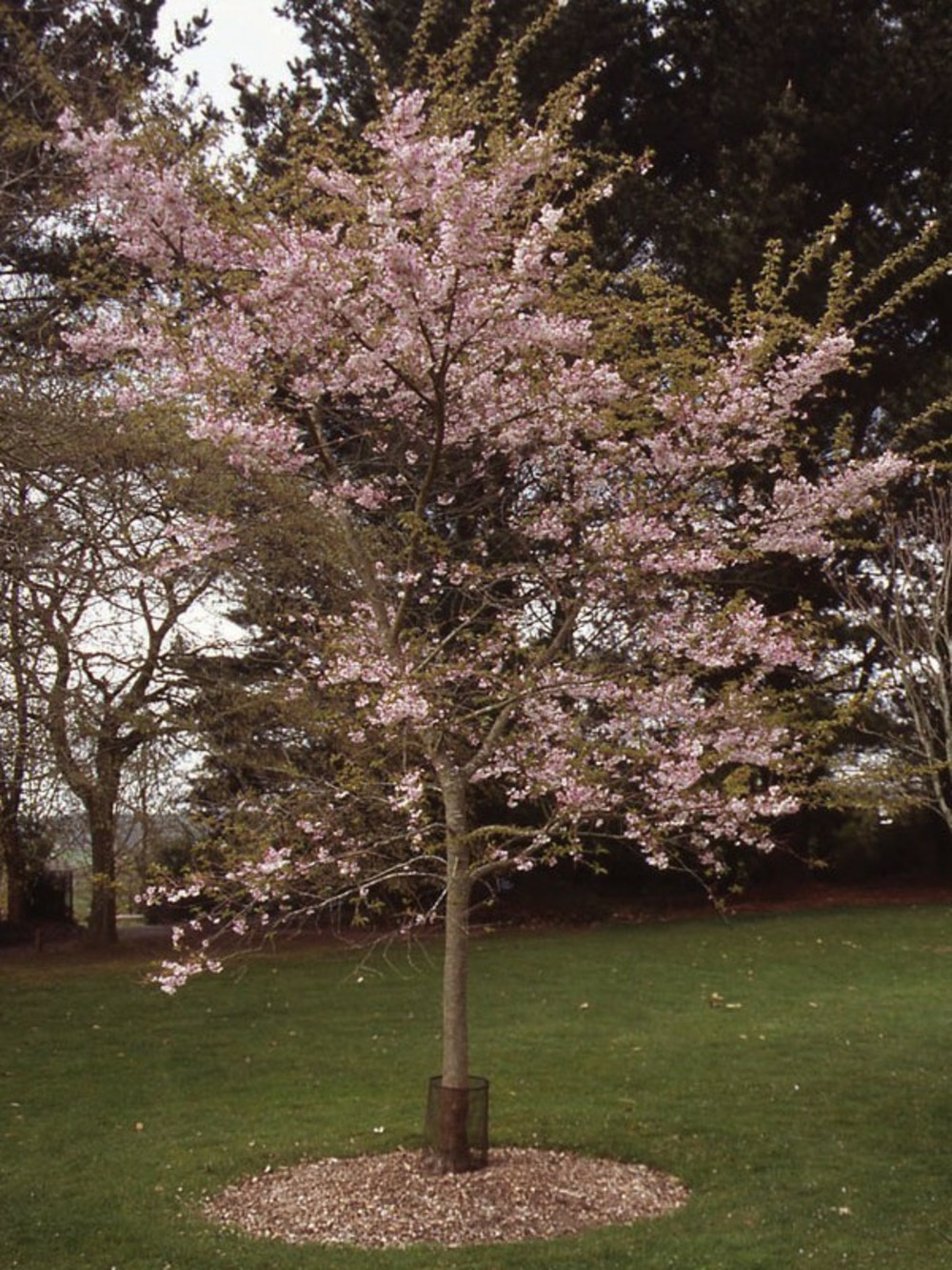 Cerisier du japon 'autumnalis rosea' pot de 4l/5l