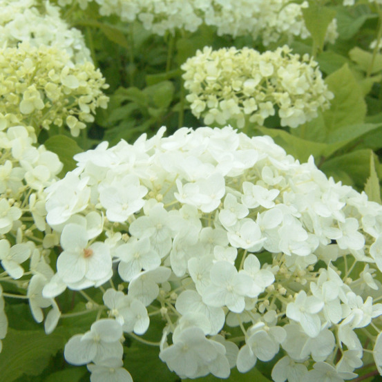 2 x hortensia de virginie 'annabelle' - hydrangea 'annabelle' - 25-30 cm pot