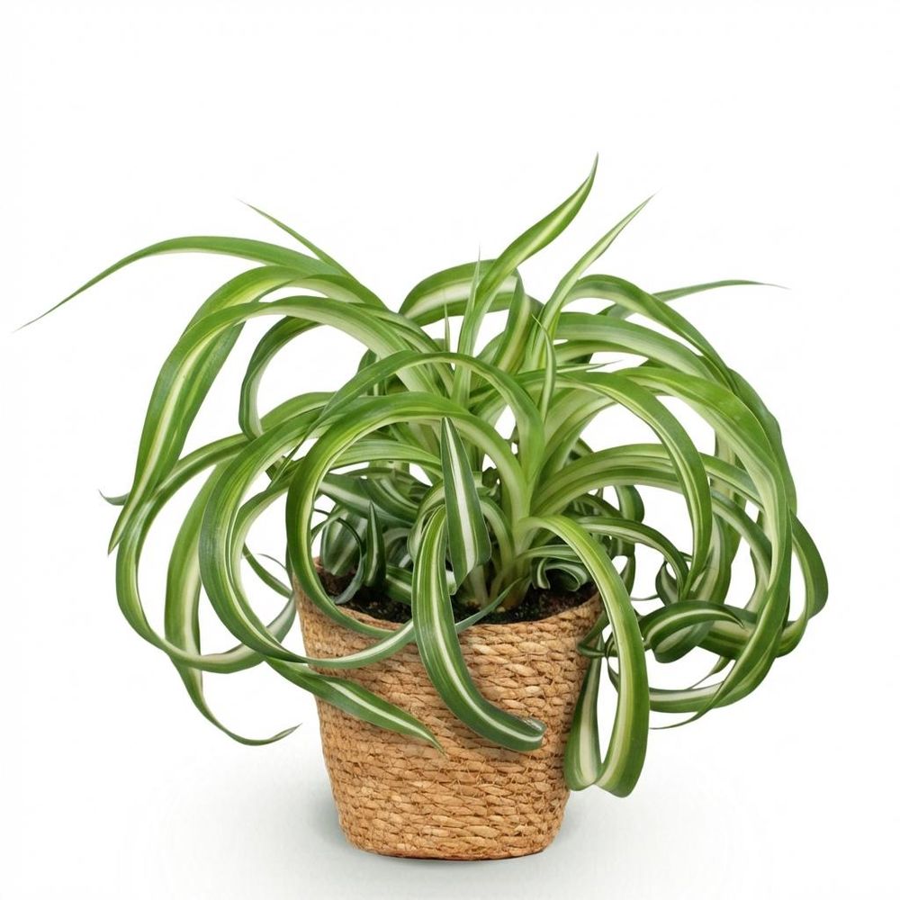Chlorophytum comosum bonnie - pet-friendly - pot de 12cm - hauteur 20cm
