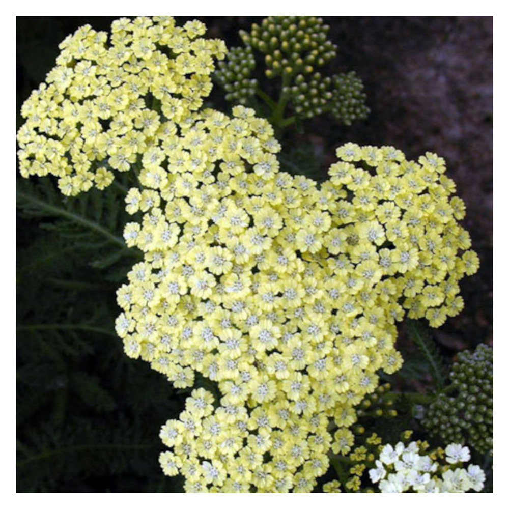 Achillée credo godet - 5/20 cm