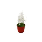 Plante carnivore - tuyau d'eau - utricularia livida - pot de 9cm - rareté