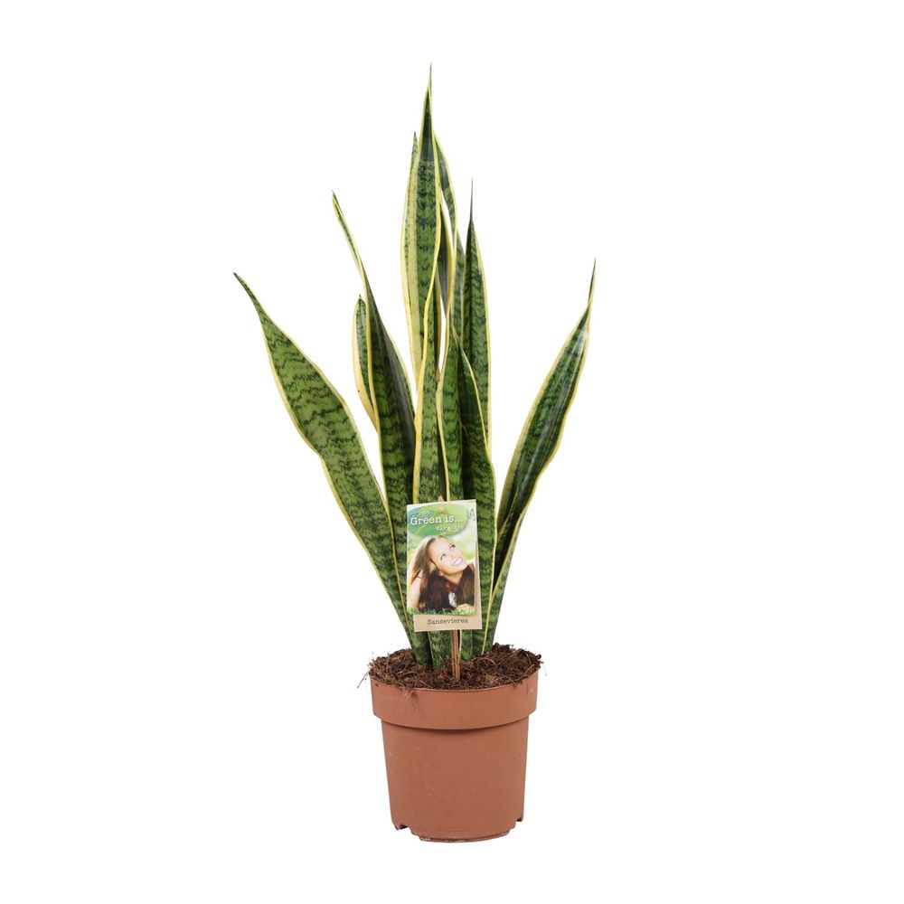Sansevieria trifasciata laurentii - ø17cm - ↕60cm - plantes d'intérieur