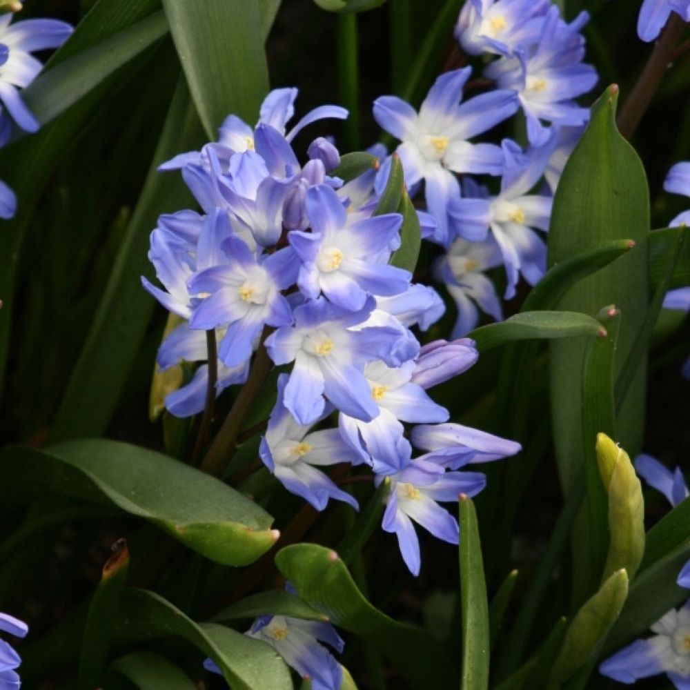 Gloire des neiges 'blue giant' bulbe calibre 5+ (par 5)