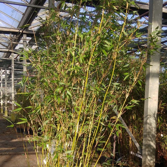 Bambou non traçant 'lancaster 1' pot de 12l/15l