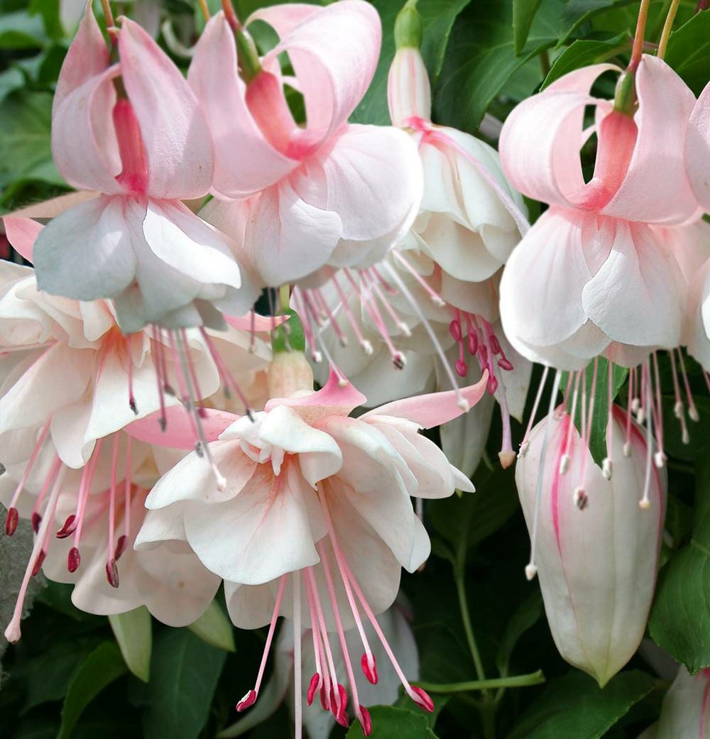 Fuchsia wedding day - 3 godets plante annuelle