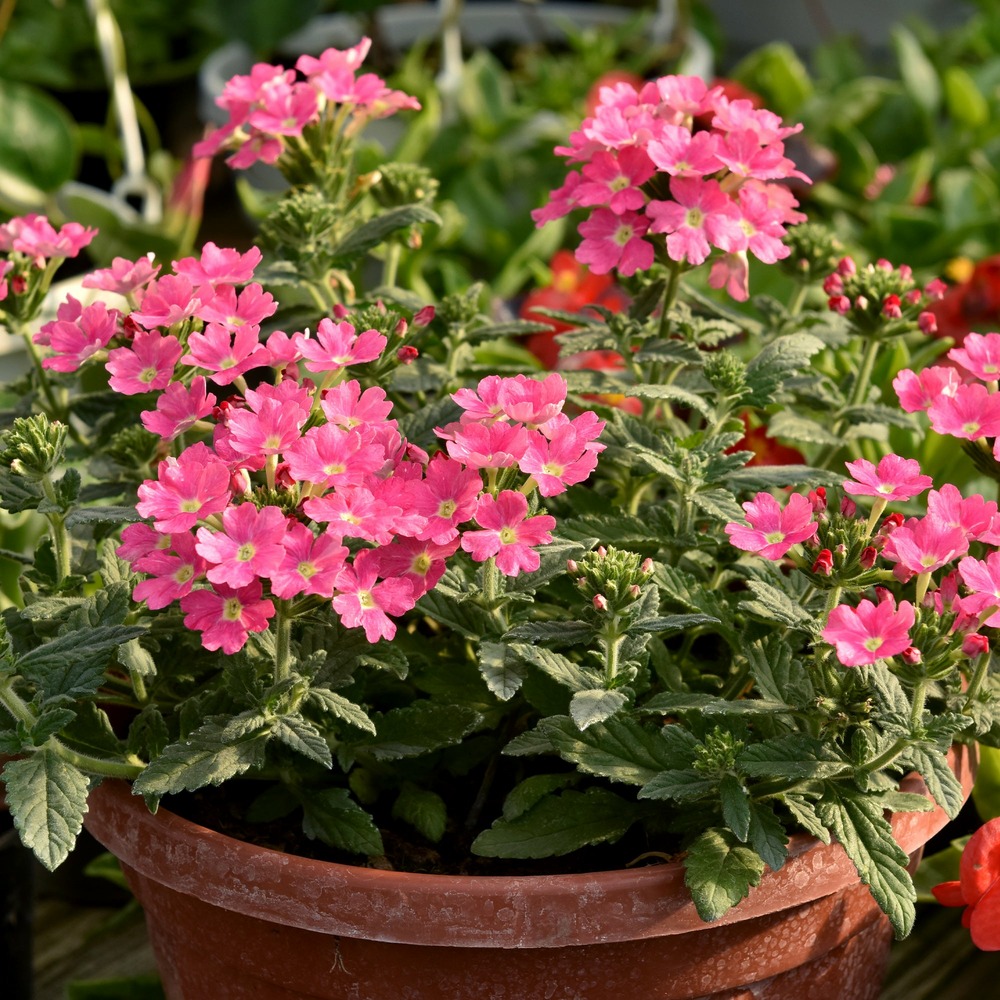 Verveine retombante rose - le pot / ø 10,5cm