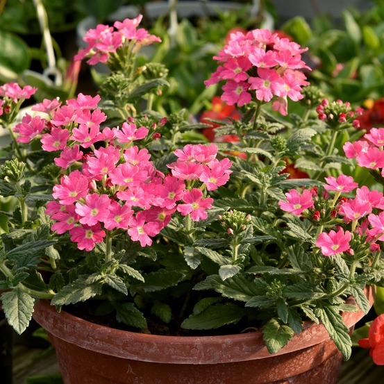 Verveine retombante rose - le pot / ø 10,5cm