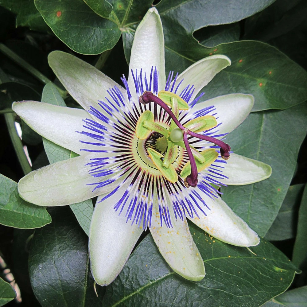 Passiflore colvillii godet - 5/20 cm