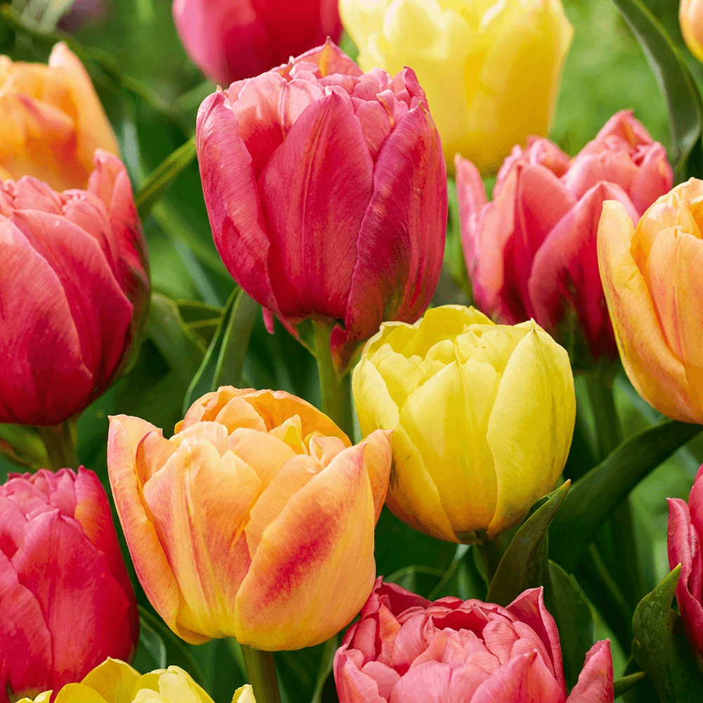 Tulipe 'symbiosa' en mélange (tulipa) - floraison printanière - calibre 11/12 - 24 bulbes