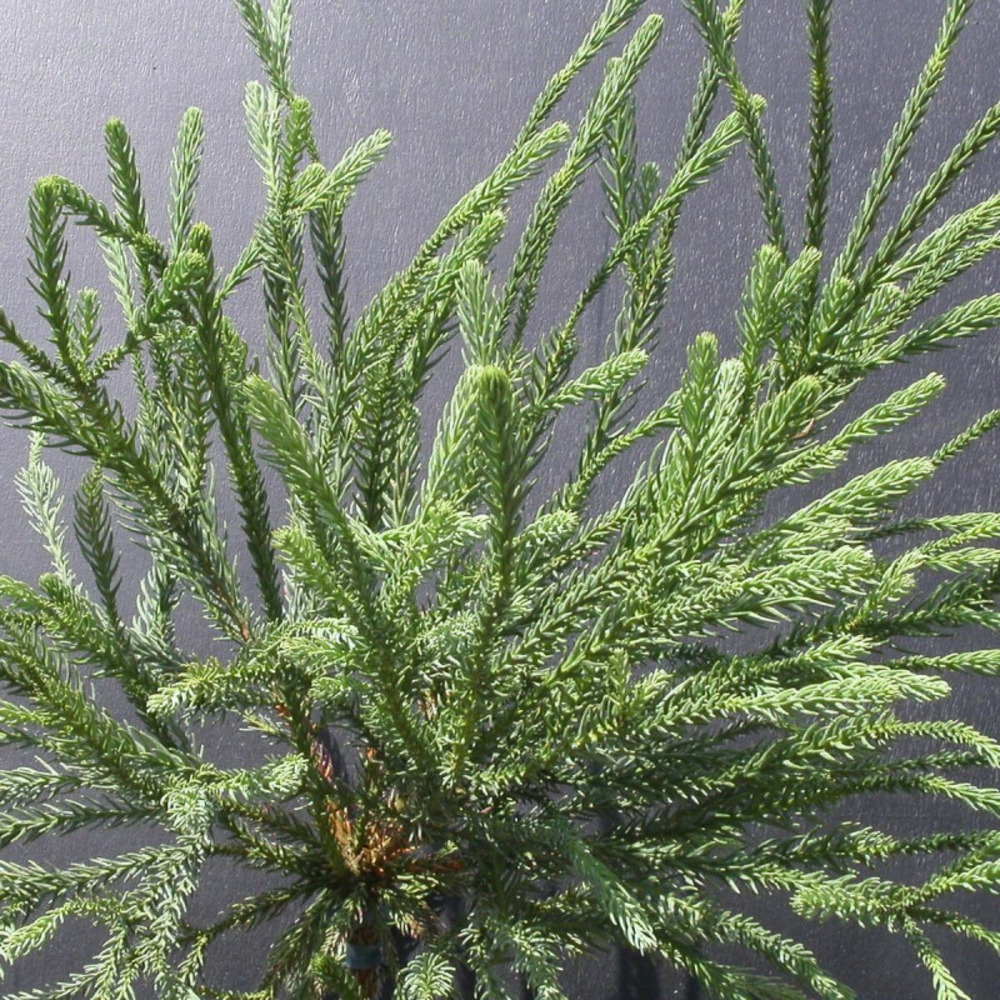 Cèdre du japon araucarioides, cryptomeria pot de 5l - 40/60 cm