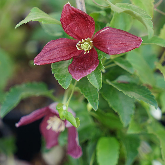 Clématite de noël 'lansdowne gem' - clematis cirrhosa 3l - 60/90cm