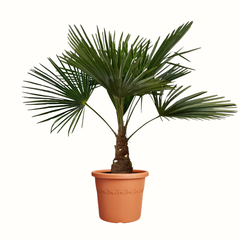 Palmier de chine - trachycarpus fortunei - 140cm