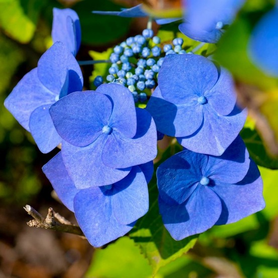 Hortensia macrophylle 'blaumeise' (hydrangea macrophylla)