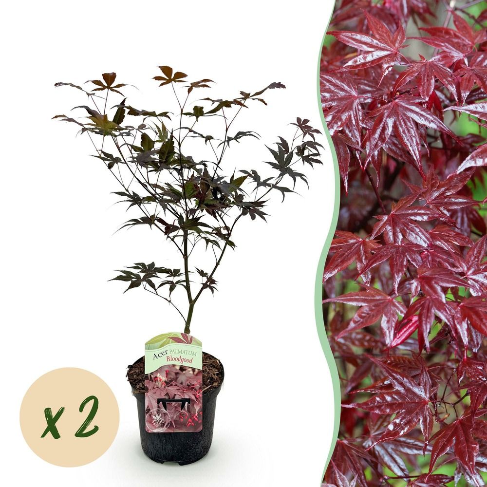 Érable du japon 'bloodgood' - lot de 2 - pot 19 cm - hauteur 70 cm