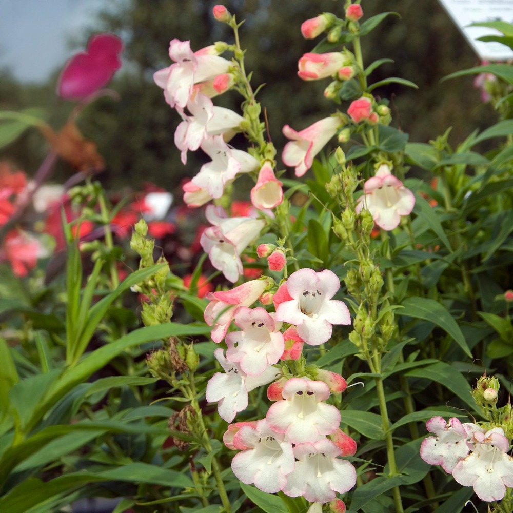 Galane apple blossom - penstemon - le pot / ø 8cm