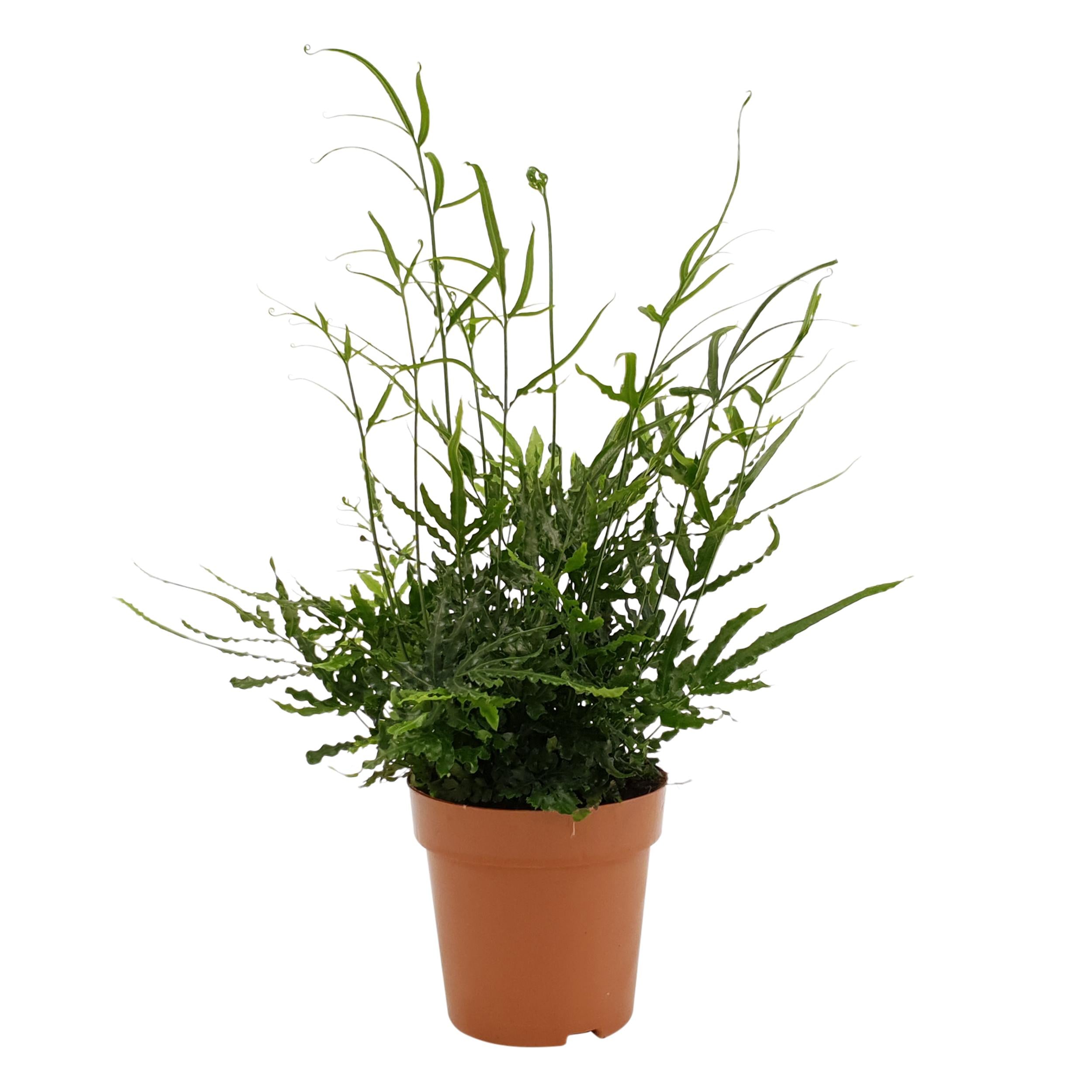 Plante d'intérieur - pteris evergreen 35.0cm