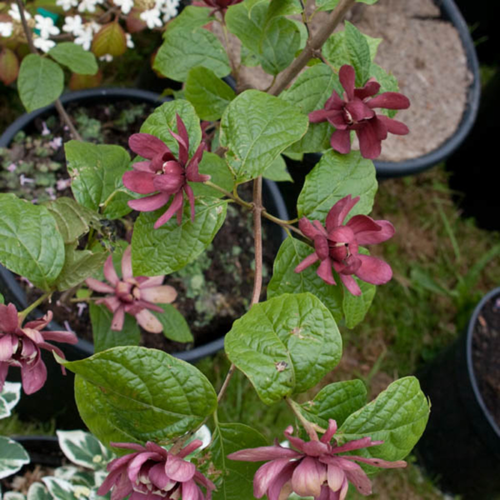 Arbre pompadour 'hartlage wine' pot de 7,5l/10l