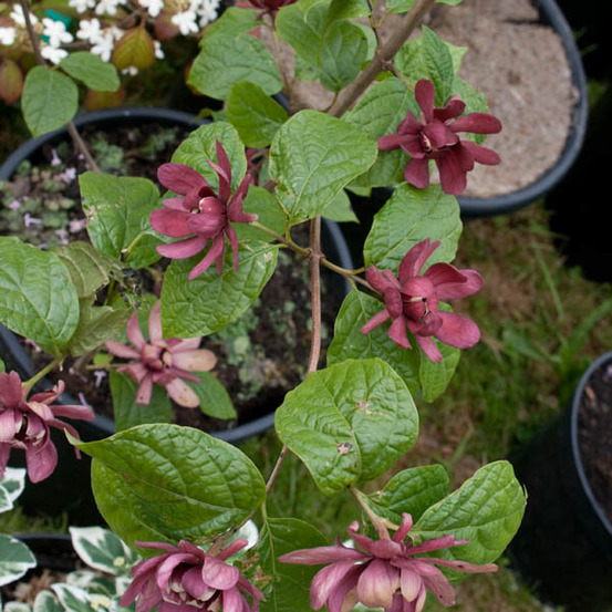 Arbre pompadour 'hartlage wine' pot de 7,5l/10l