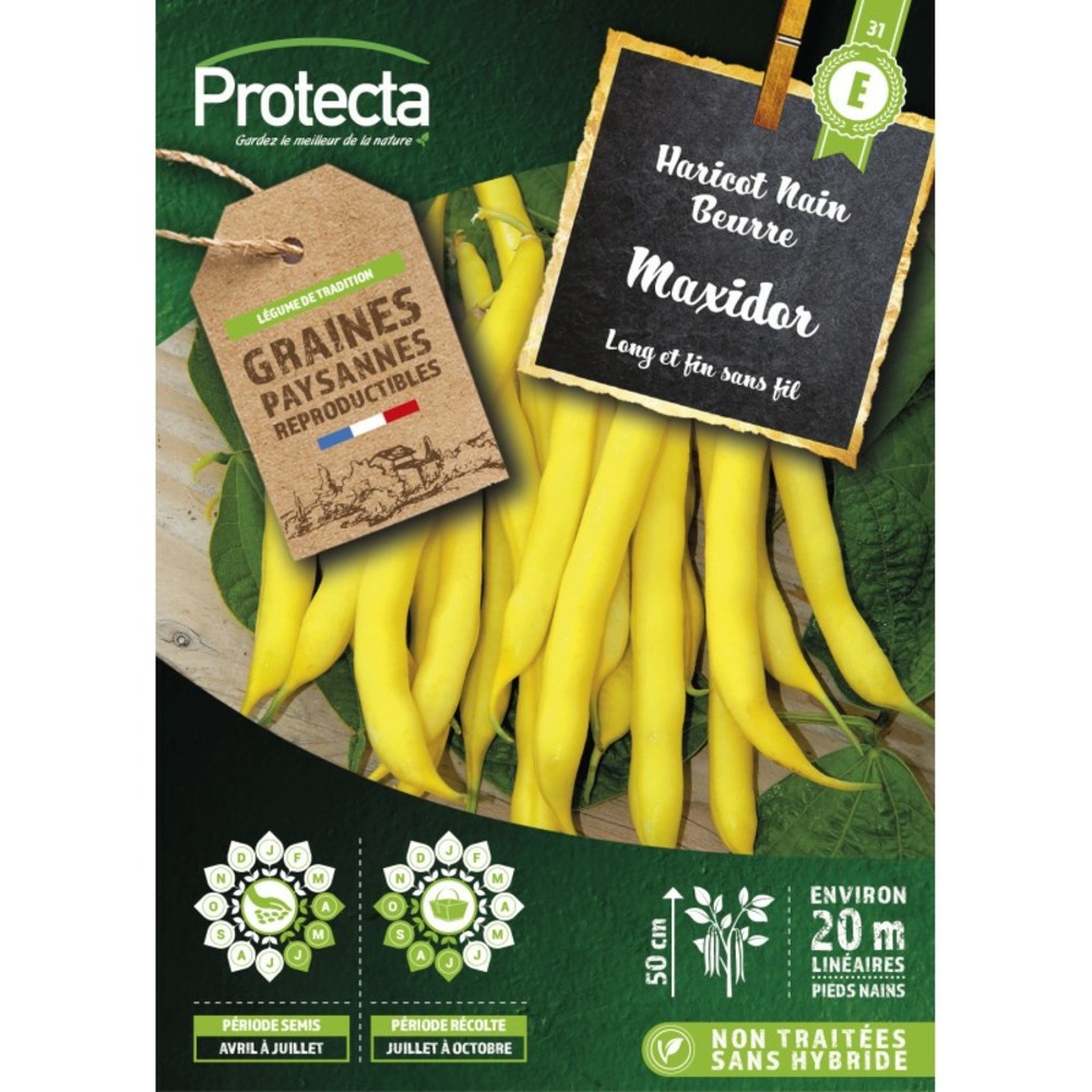 Graines paysannes - haricot nain beurre maxidor