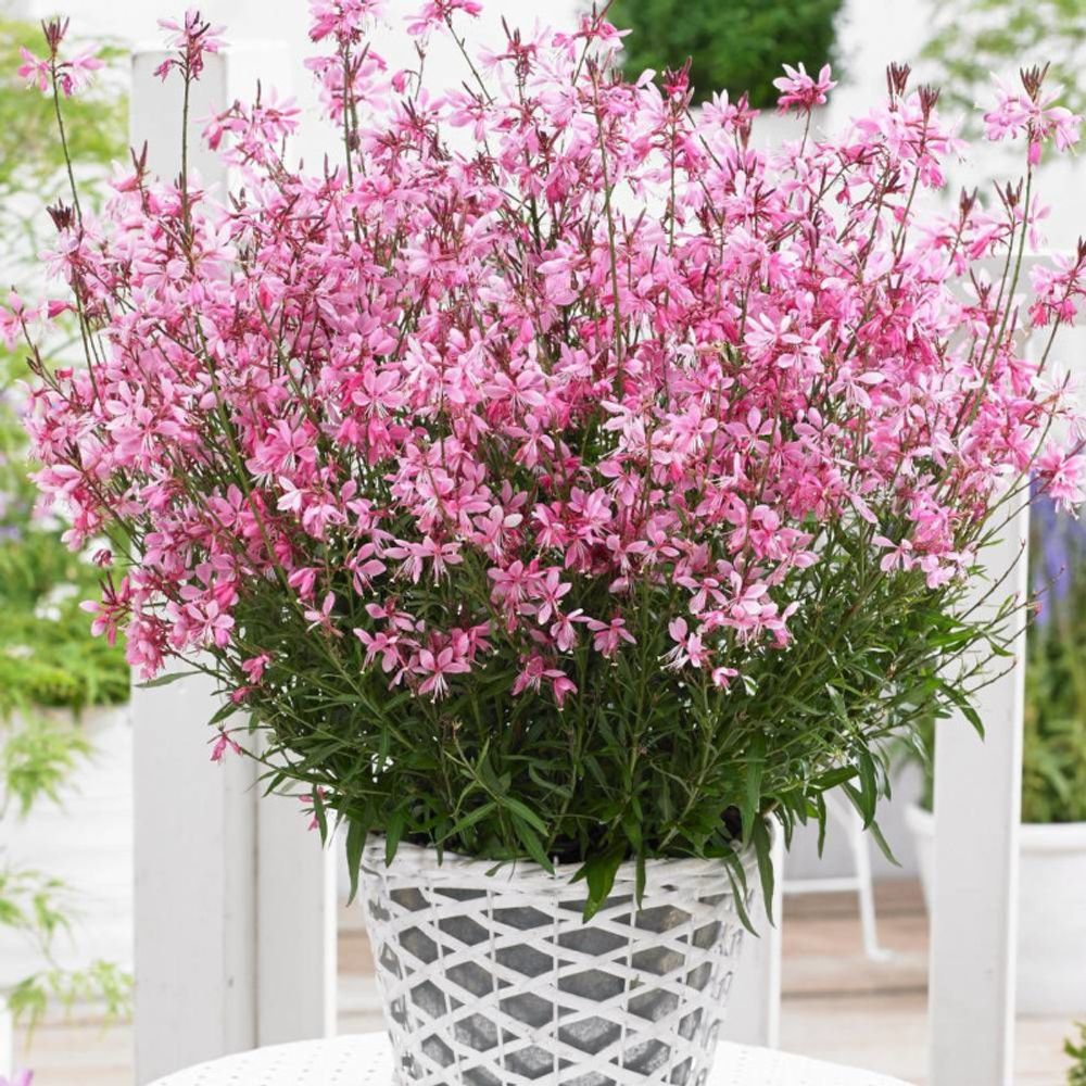 Gaura baby butterfly® dark pink 'uriblbp' pot de 3l - 40/60 cm