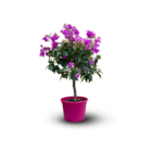Bougainvillier tige - plante fleurie - ↕ 60-70 cm - ⌀ 19 cm - plante d'extérieur