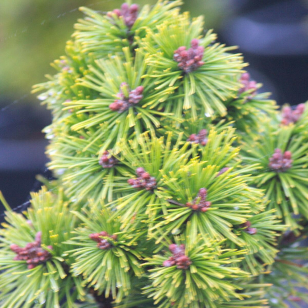 Pin de montagne mops, pinus pot de 3l - 20/40 cm