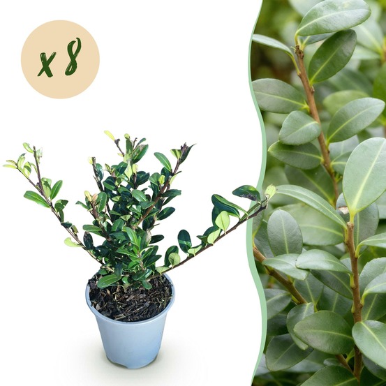Ilex crenata caroline upright – lot de 8 – pot 9 cm