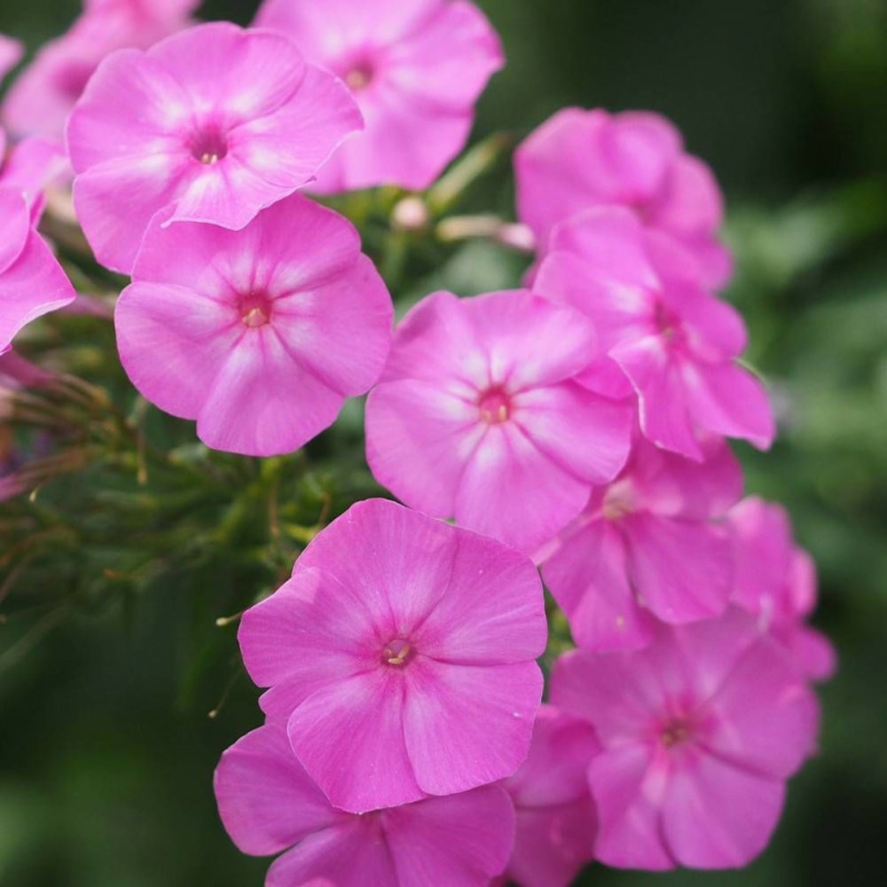 Phlox paniculé tenor lot de 9 godets