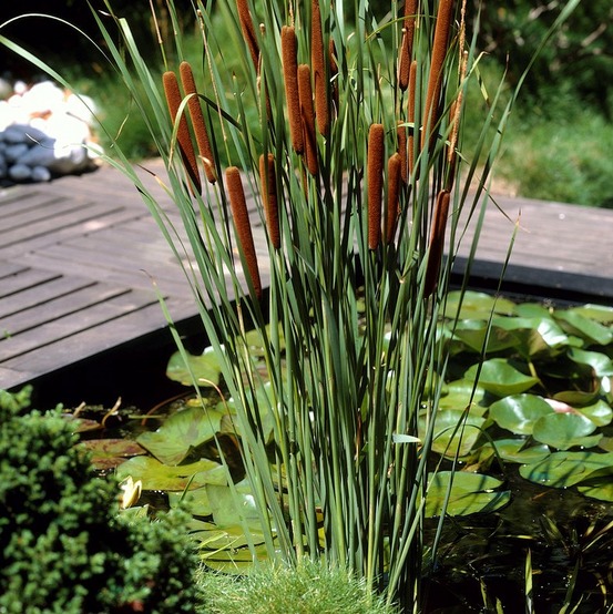 Lot de 3 - typha latifolia - grand massette - cigare des marais - 15-25 cm de haut - pot 9 cm