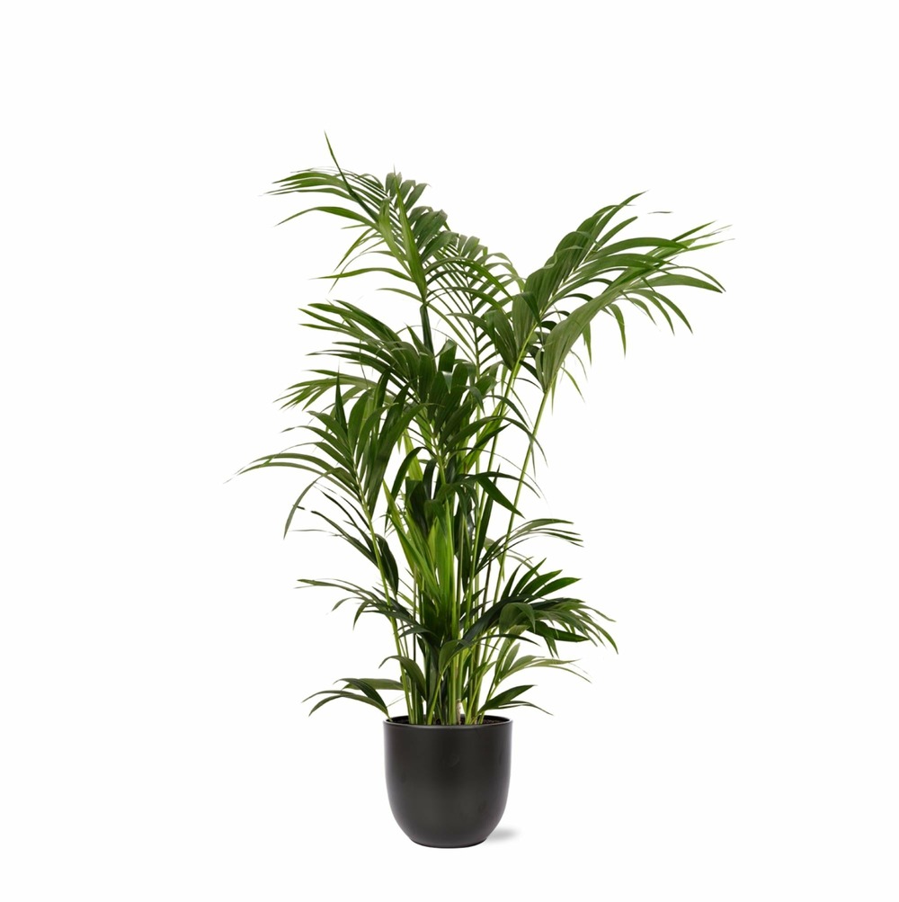 Kentia palm et son pot noir - hauteur 160cm