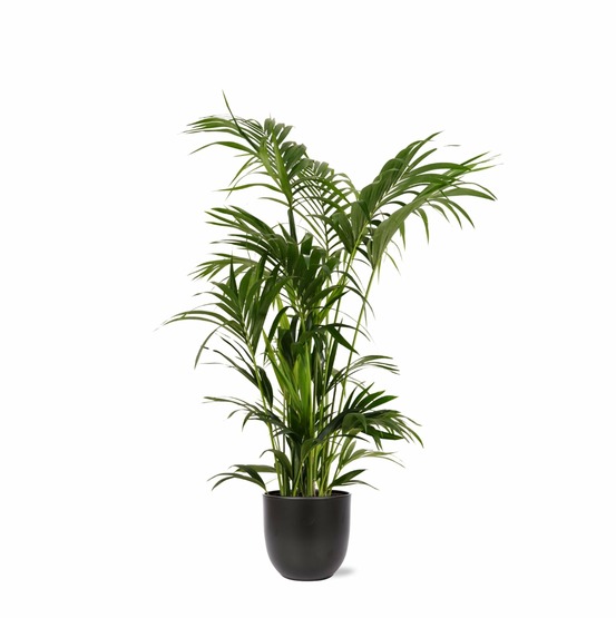 Kentia palm et son pot noir - hauteur 160cm