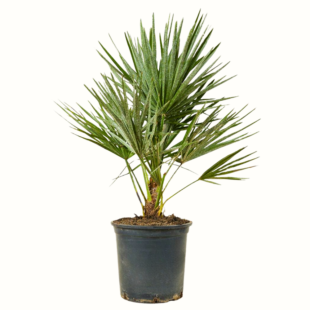Chamaerops humilis - 100cm