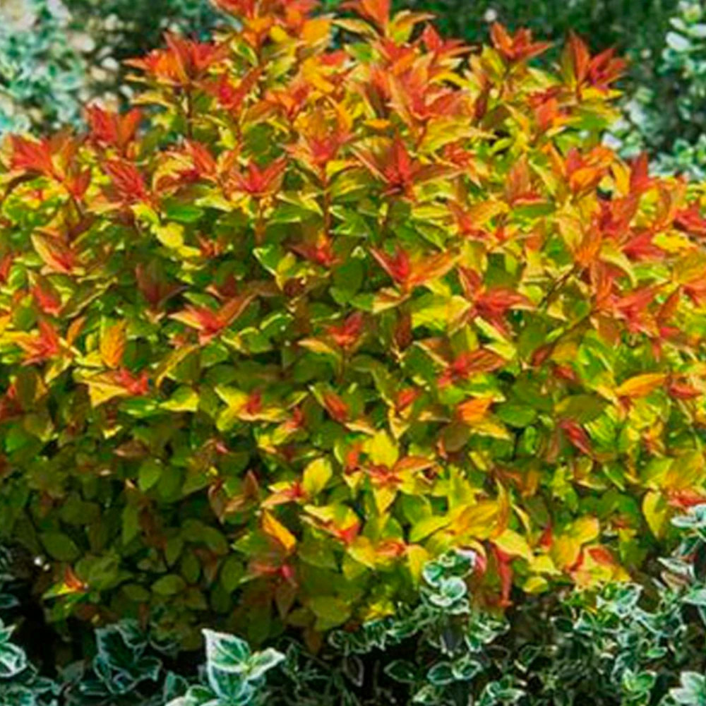 Spirée du japon magic carpet® 'walbuma', spiraea pot de 2l - 10/20 cm