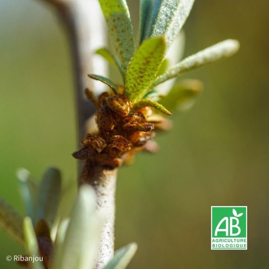 Argousier mâle 'masculi' bio (hippophae rhamnoïdes 'masculi')