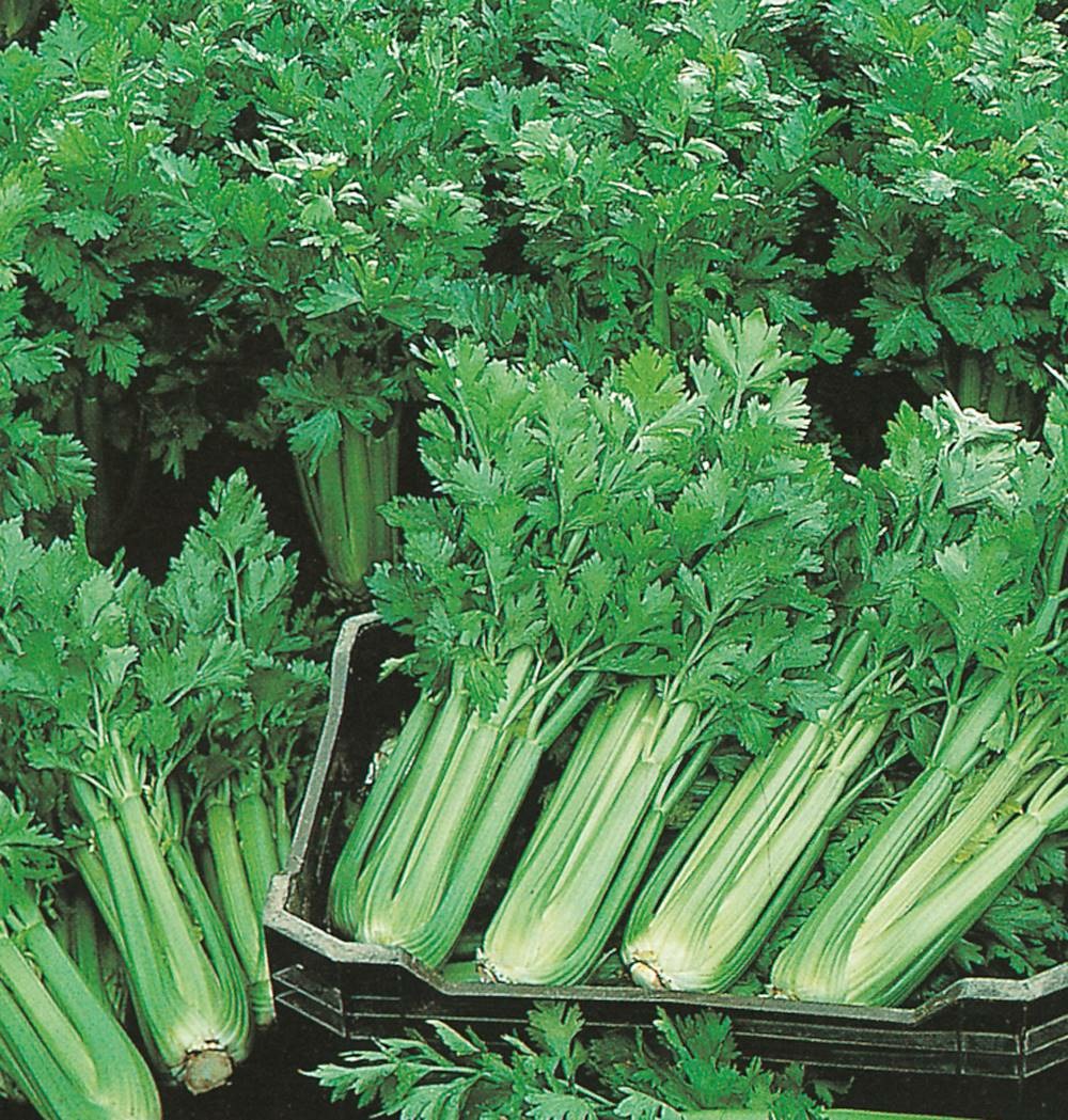 Celeri plein blanc pascal - 2 g