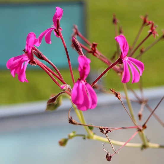 Pelargonium reniforme godet de 8/9 cm