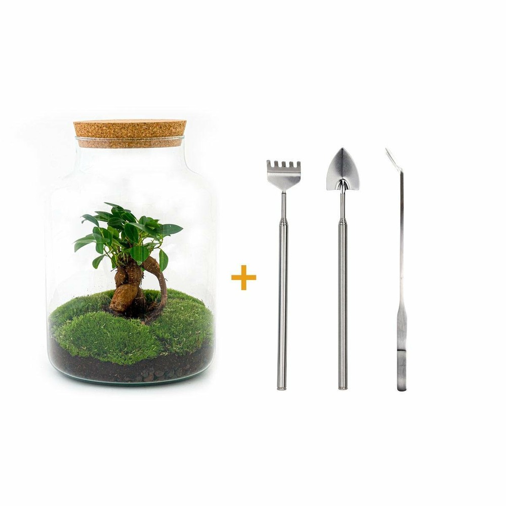 Kit terrarium diy - mila sans led ficus - rateau + pelle + pince