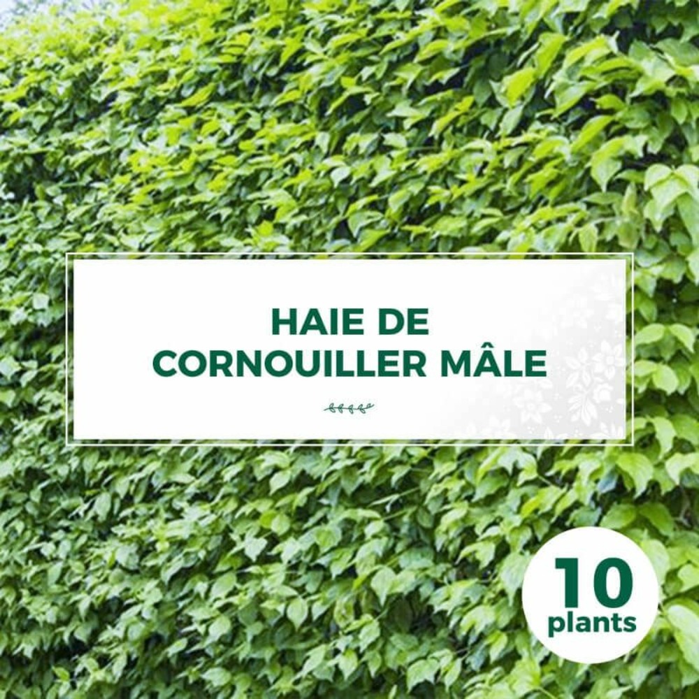 Kit haie cornouillers