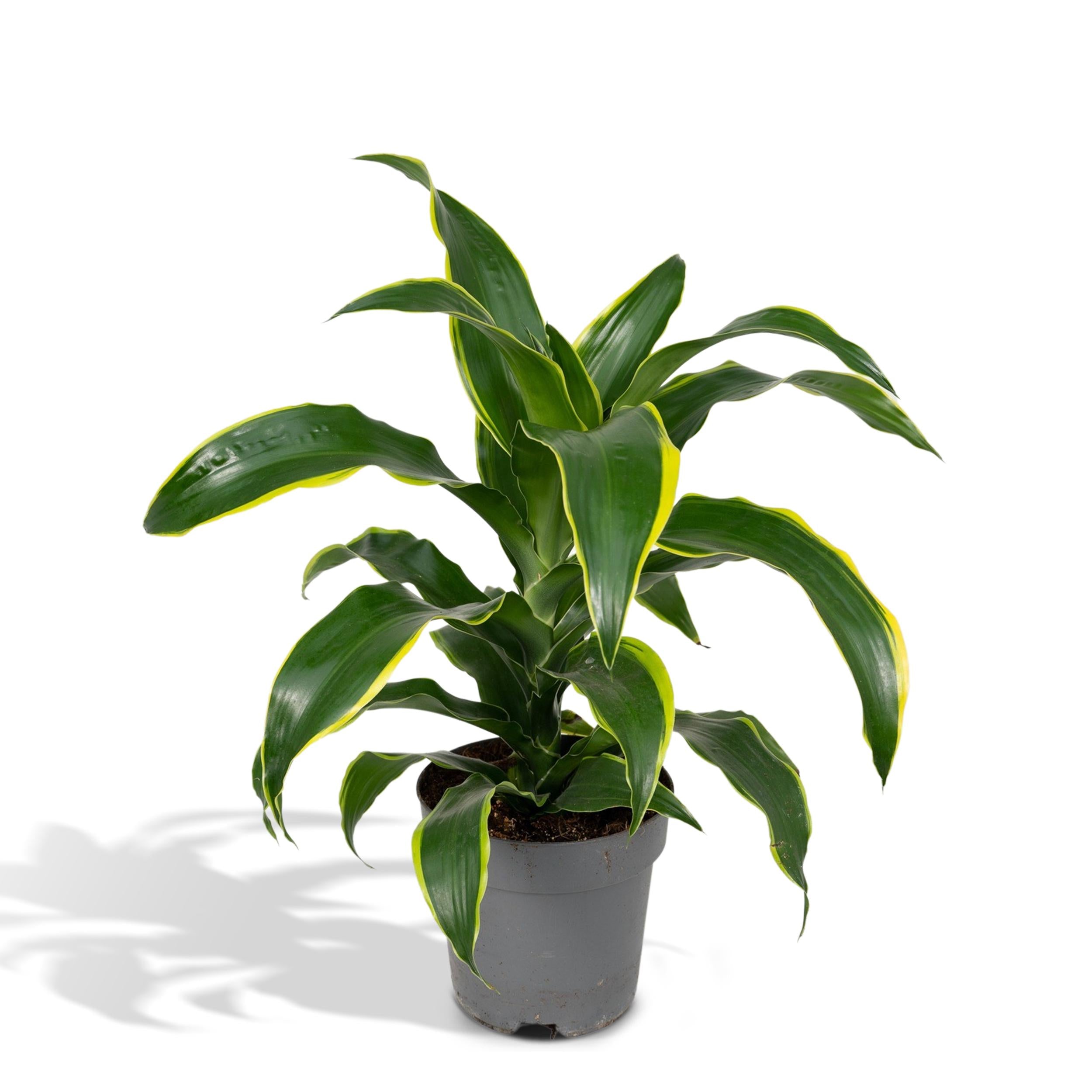 Plante d'intérieur - dracaena 'fragrans groen geel' 40cm