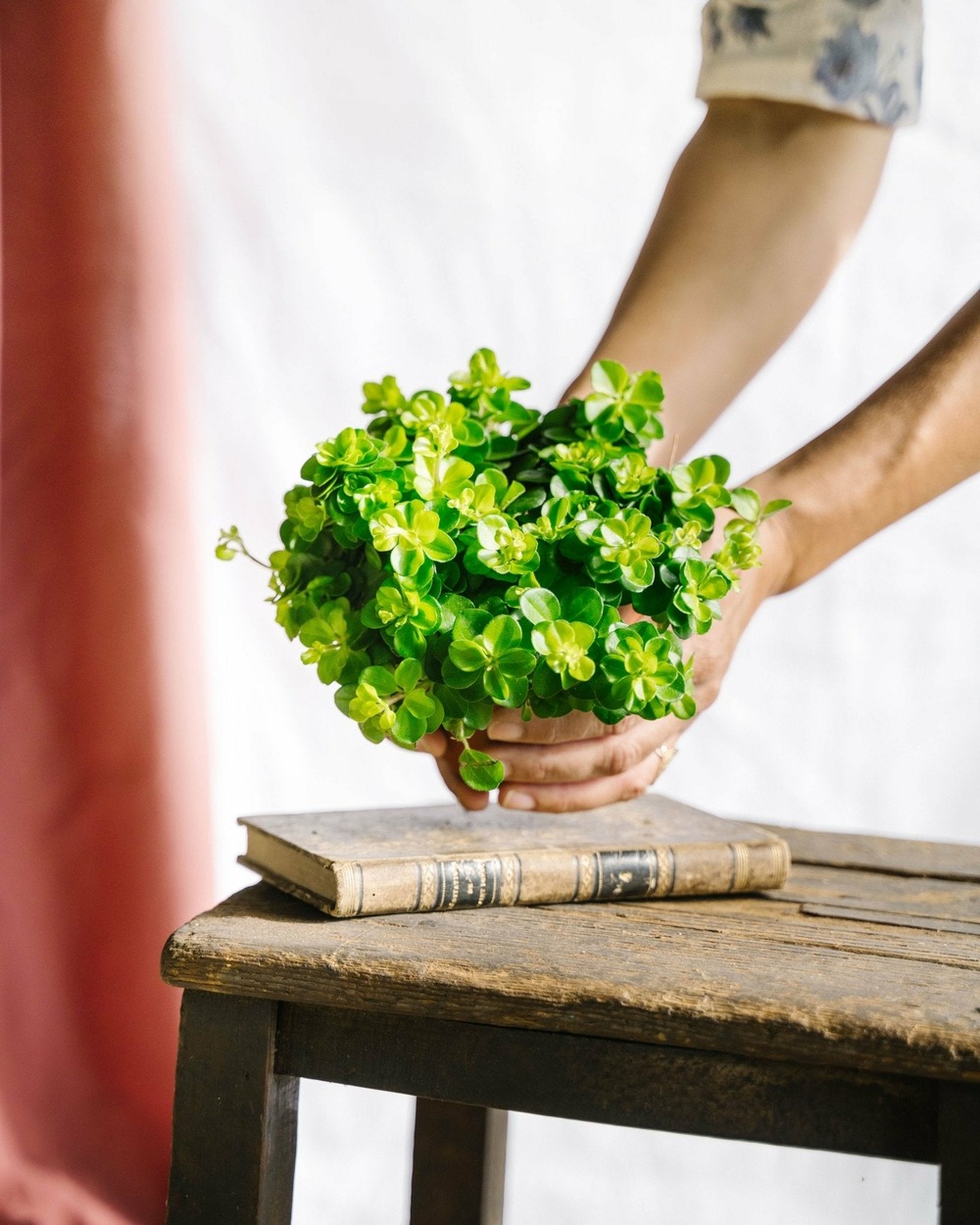 Peperomia rotundifolia 15cm - plante d'intérieur