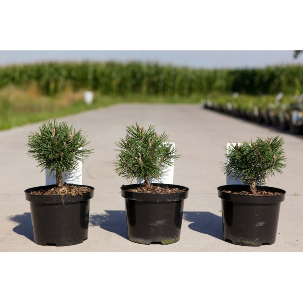 Pin de montagne 'mops' pot 2l 15/20cm - pinus mugo mops