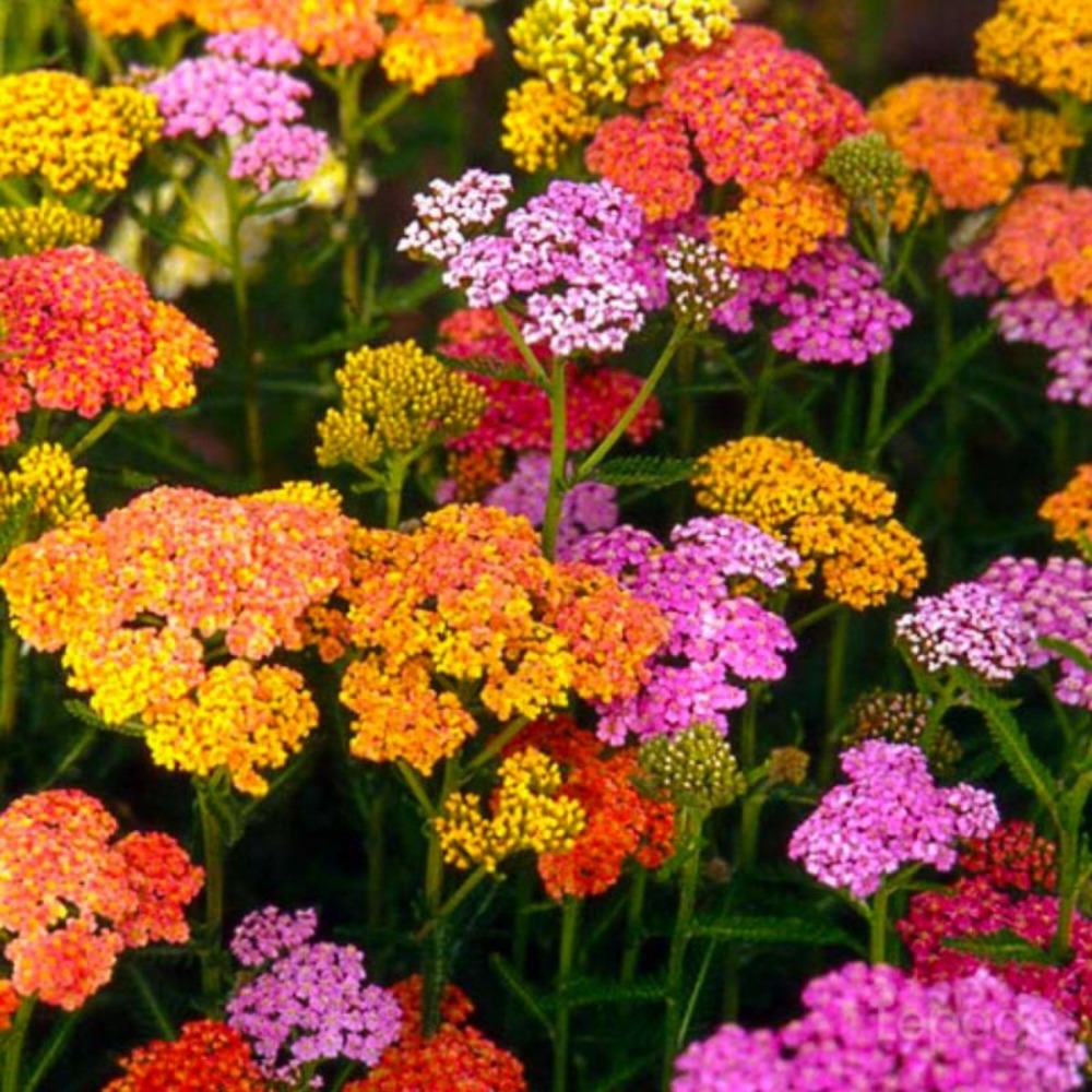 2 Achillées 'Summer Pastel' (Achillea 'Sum…