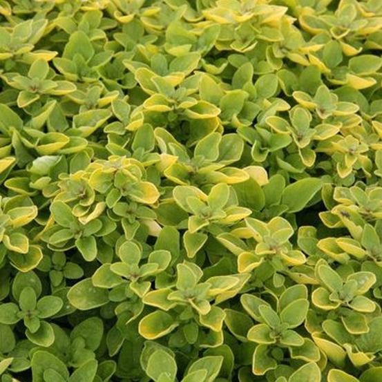 6 x origan 'thumble's variety' - origanum vulgare 'thumble's variety' - godet 9cm x 9cm