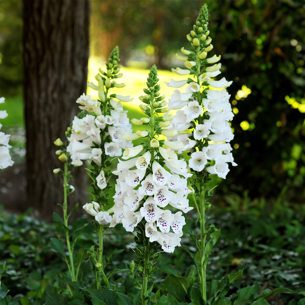 Lot de 6 - digitalis purp. Dalmatian white - digitale - h. 10-20 cm
